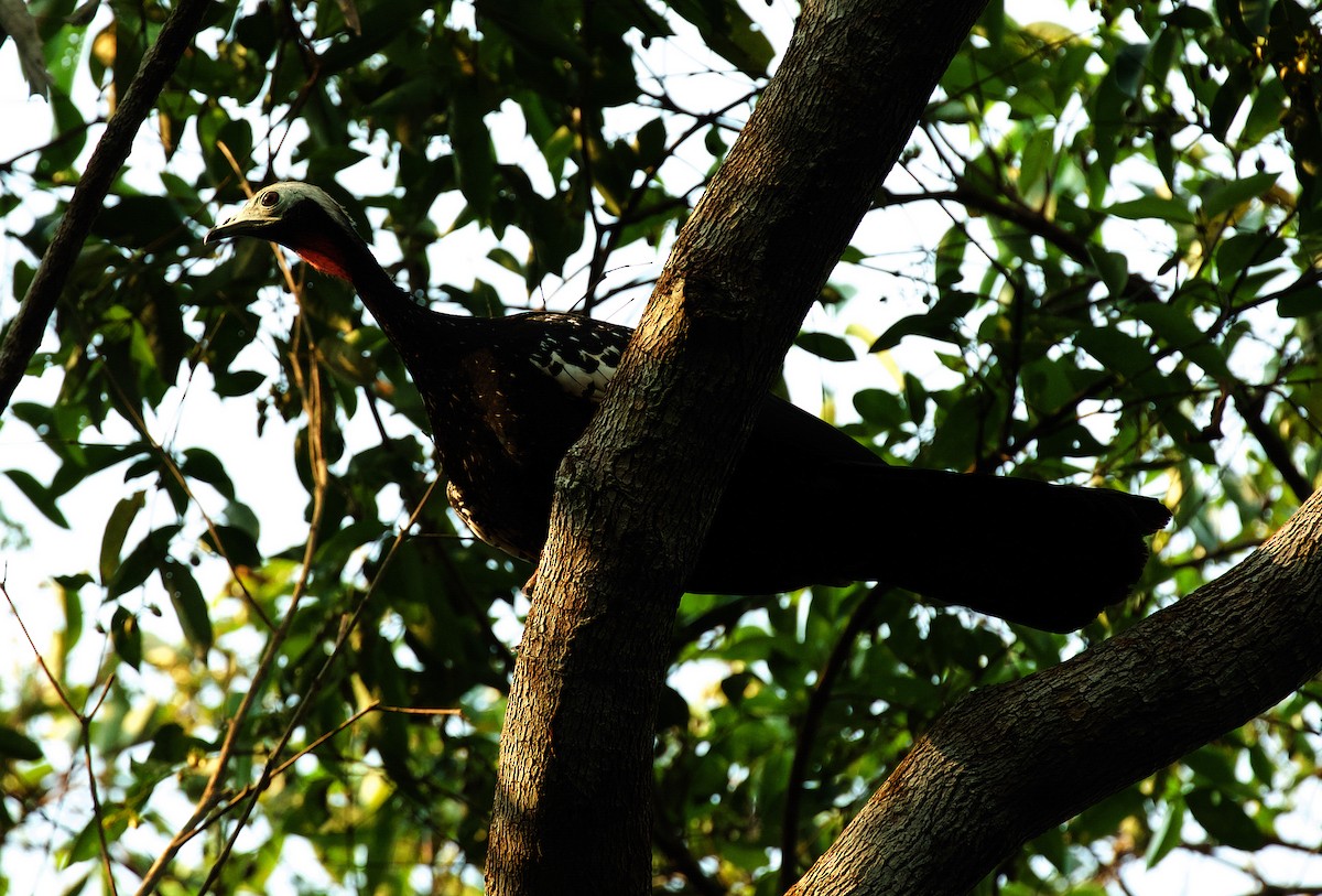 Red-throated Piping-Guan - David Ascanio