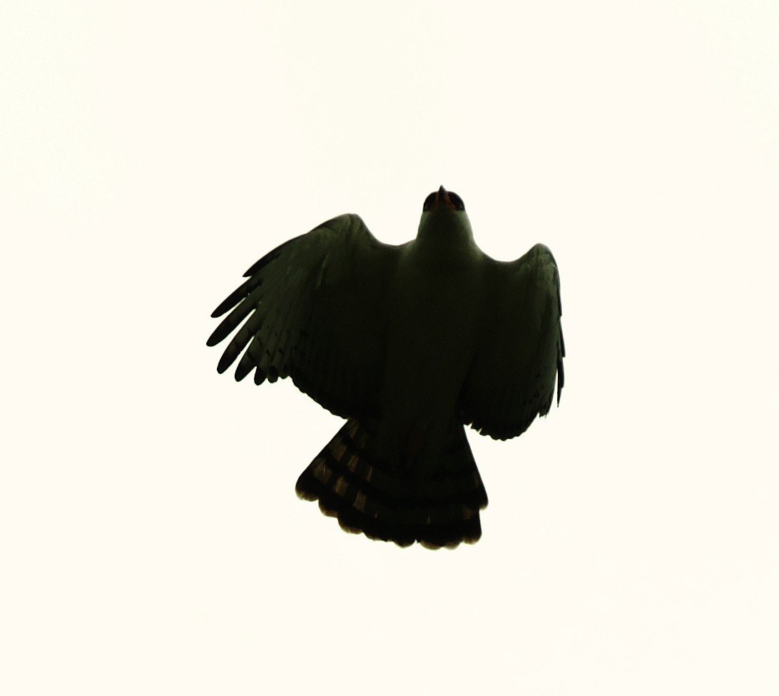 Black-and-white Hawk-Eagle - ML492879181