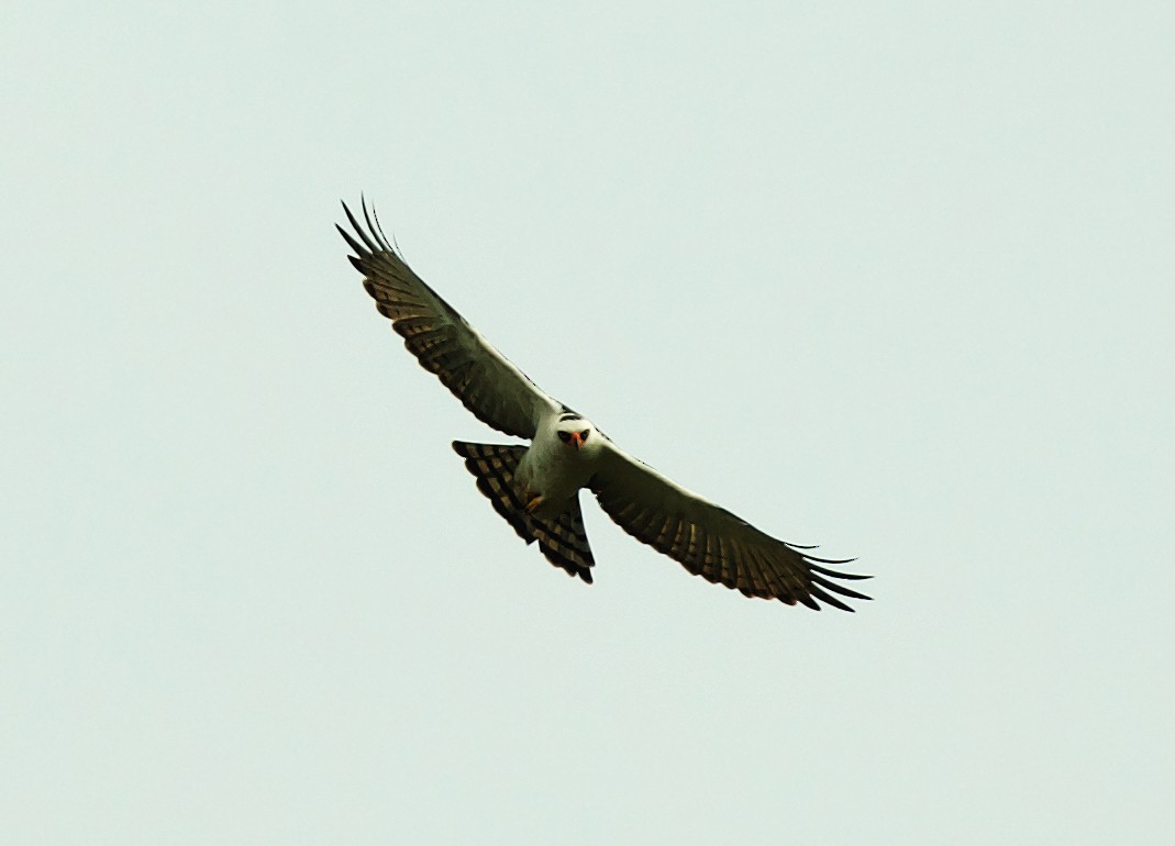 Black-and-white Hawk-Eagle - ML492879211