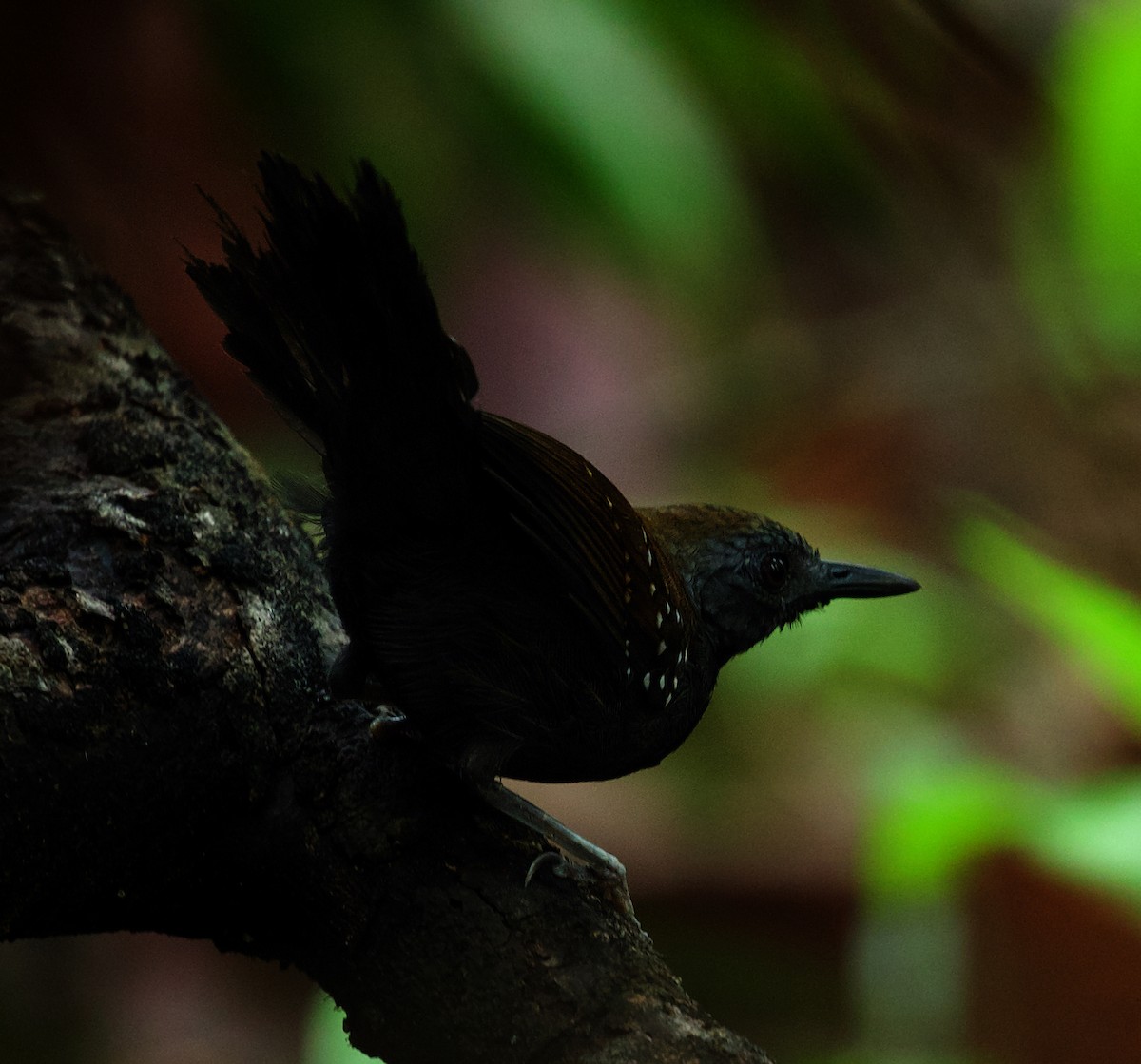 Black-throated Antbird - ML492879291