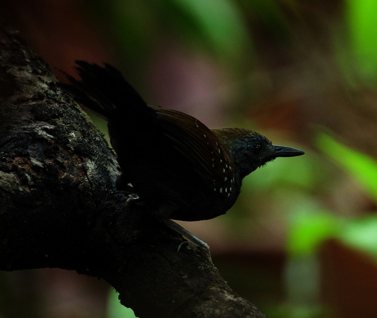 Black-throated Antbird - David Ascanio