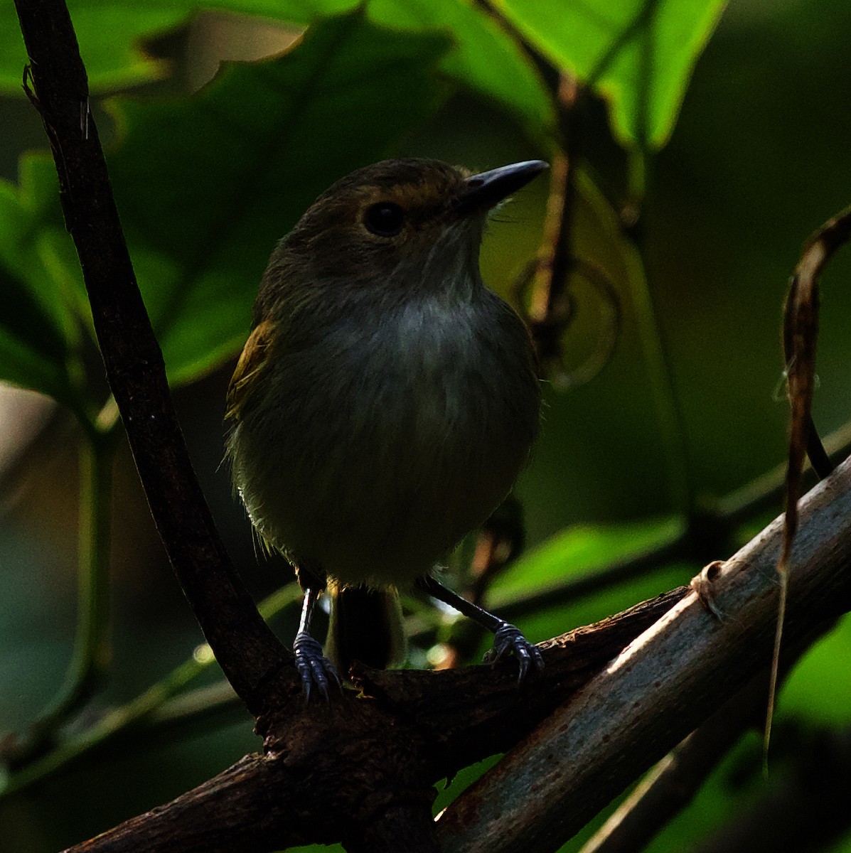 Rusty-fronted Tody-Flycatcher - ML492879371