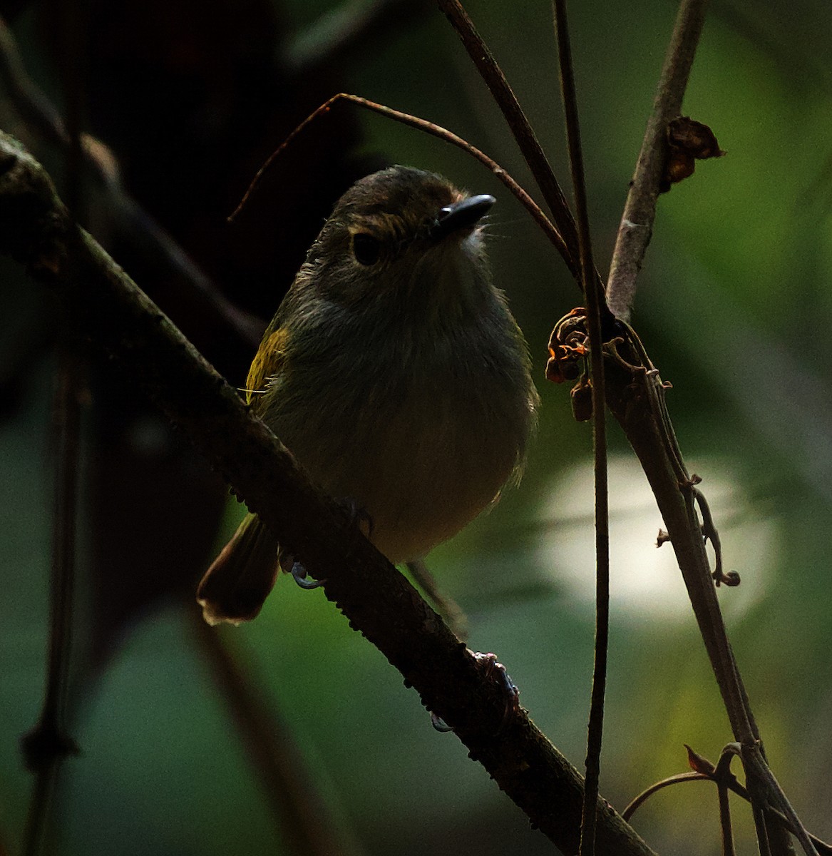 Rusty-fronted Tody-Flycatcher - ML492879381