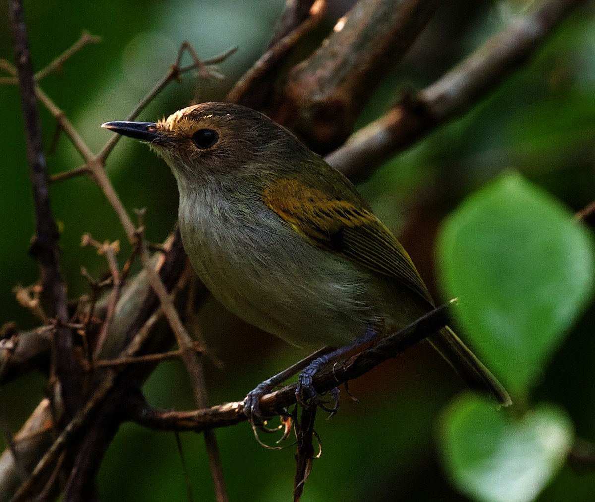 Rusty-fronted Tody-Flycatcher - ML492879391