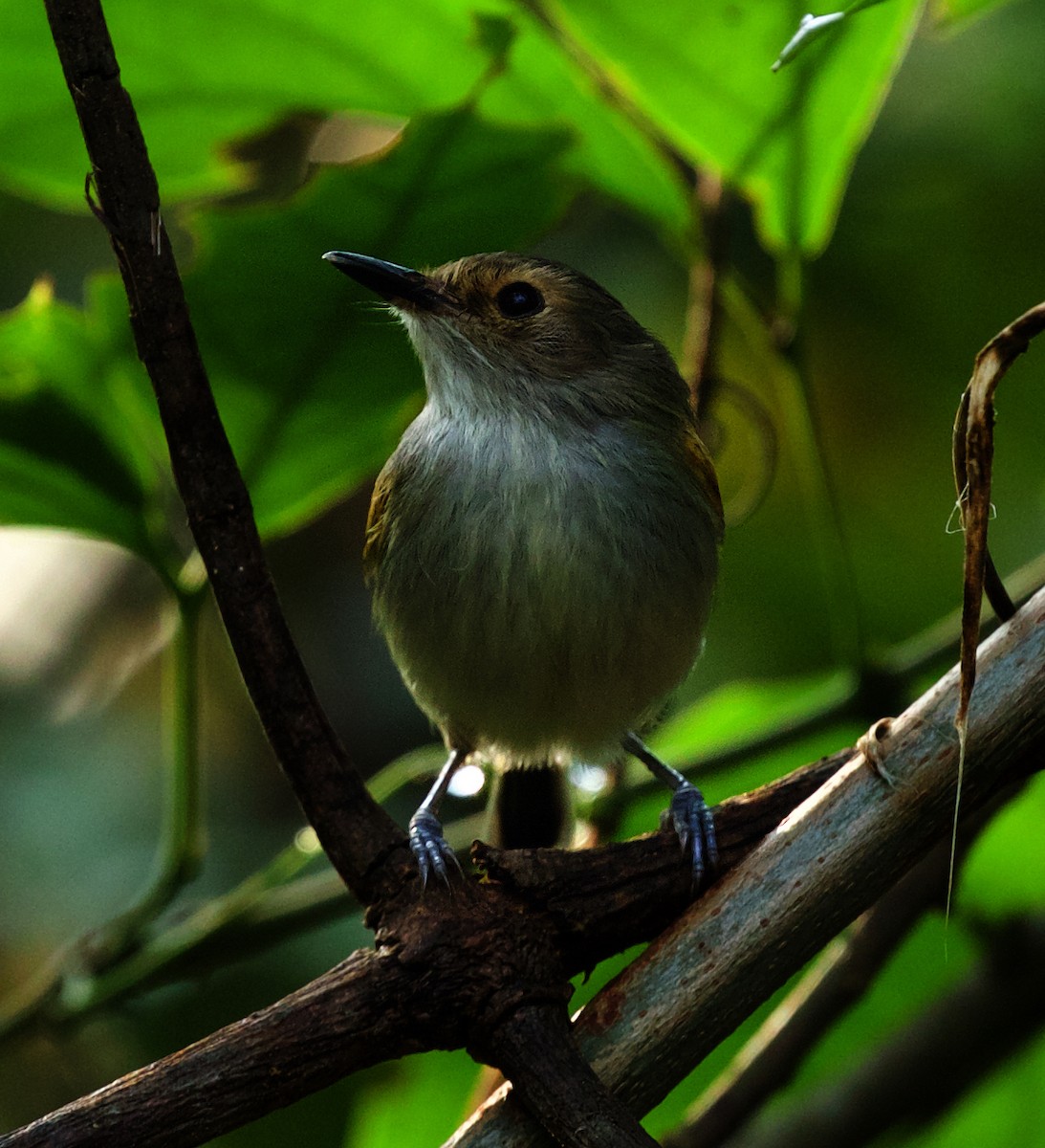 Rusty-fronted Tody-Flycatcher - ML492879401