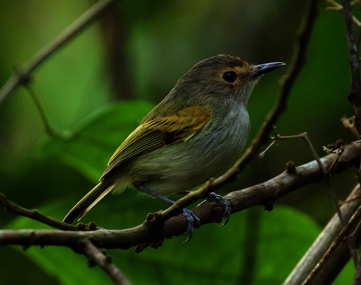 Rusty-fronted Tody-Flycatcher - ML492879411