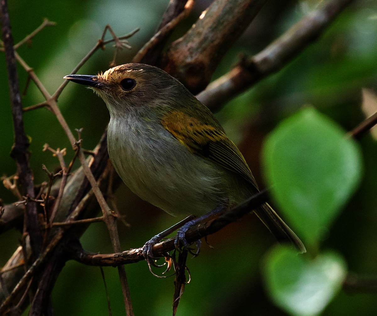 Rusty-fronted Tody-Flycatcher - David Ascanio