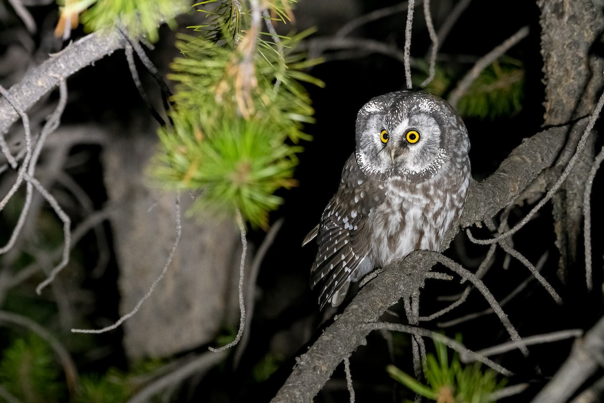 Boreal Owl (Richardson's) - ML492881911