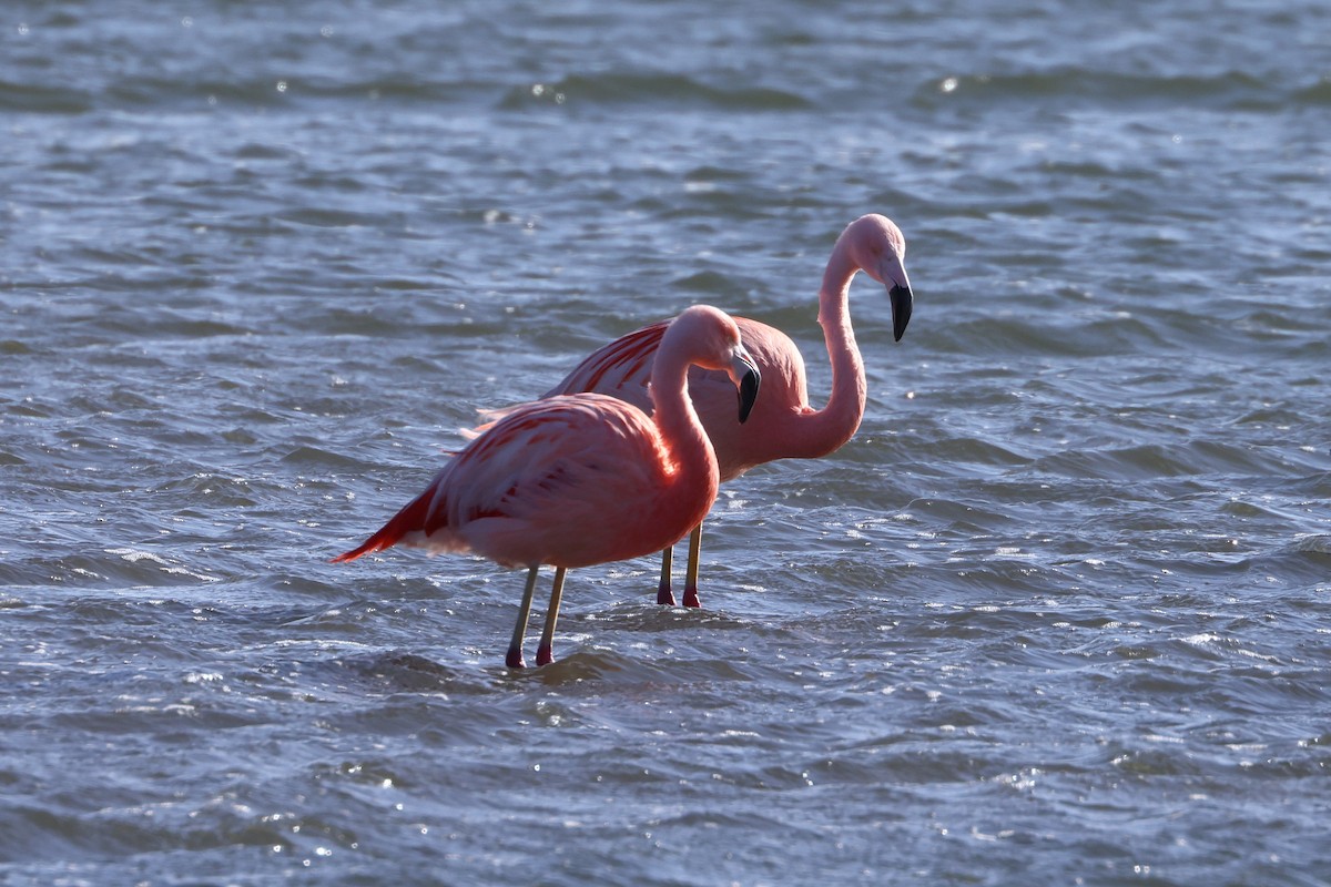 Chilean Flamingo - ML492883571