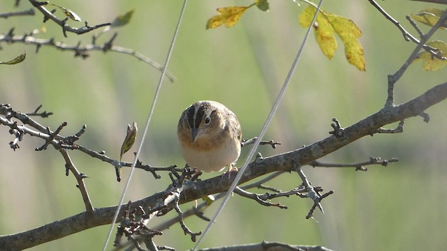 Grasshopper Sparrow - ML492885301
