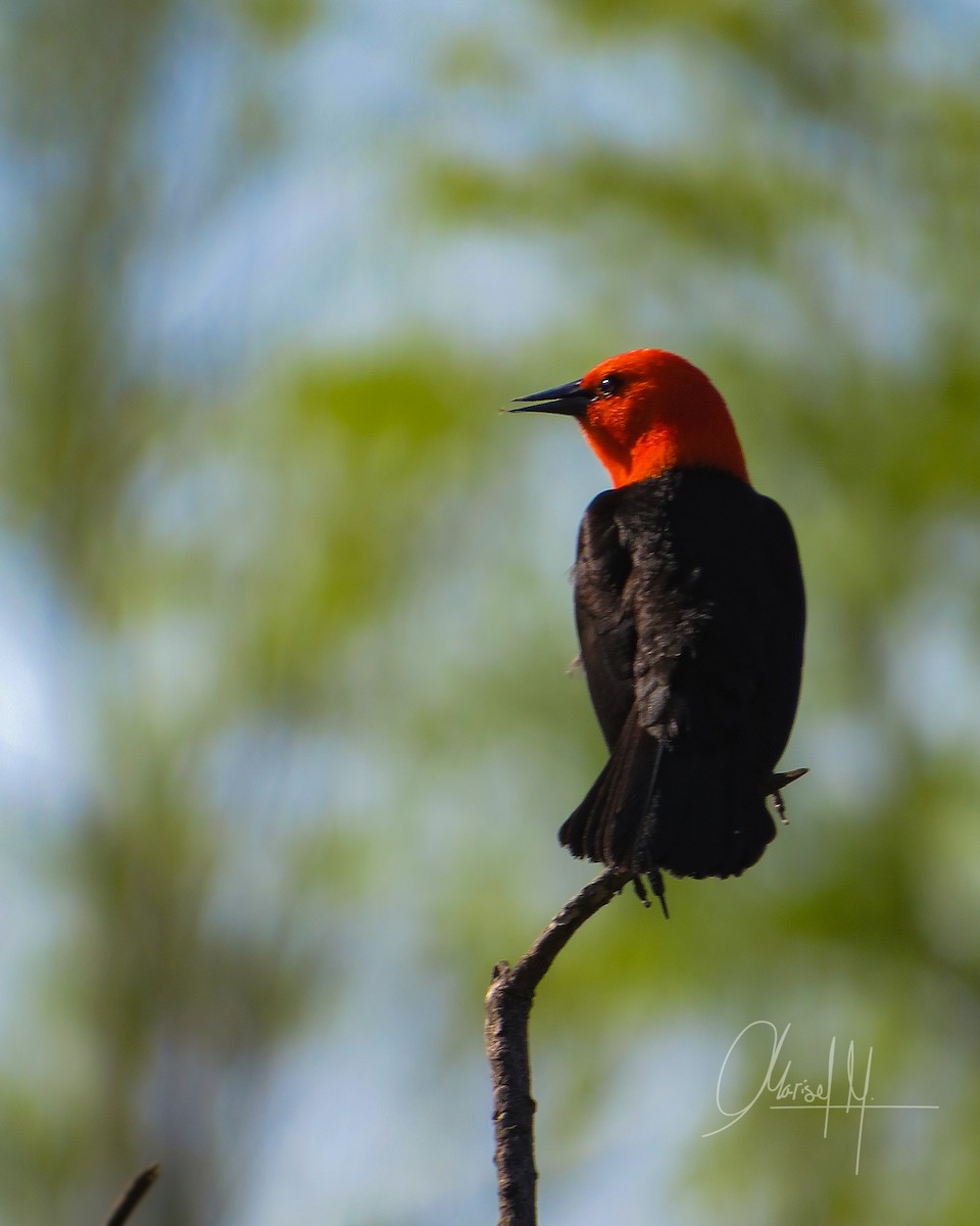 Scarlet-headed Blackbird - ML492885321