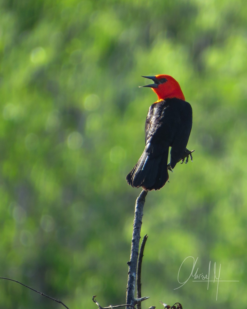 Scarlet-headed Blackbird - ML492885331
