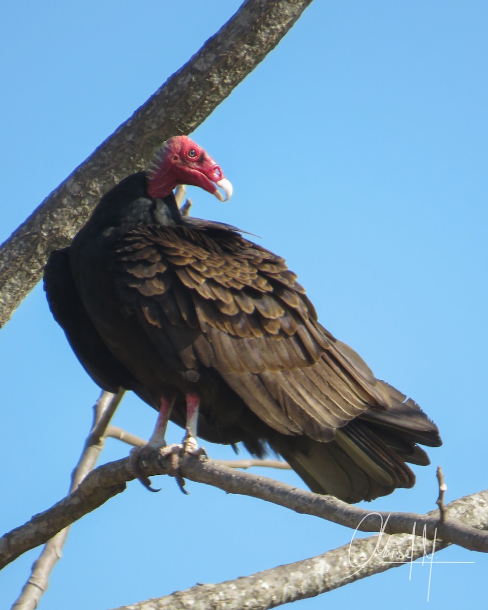 Turkey Vulture - ML492887221