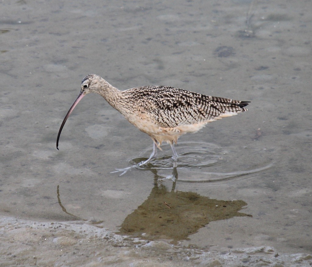 Long-billed Curlew - ML49288781