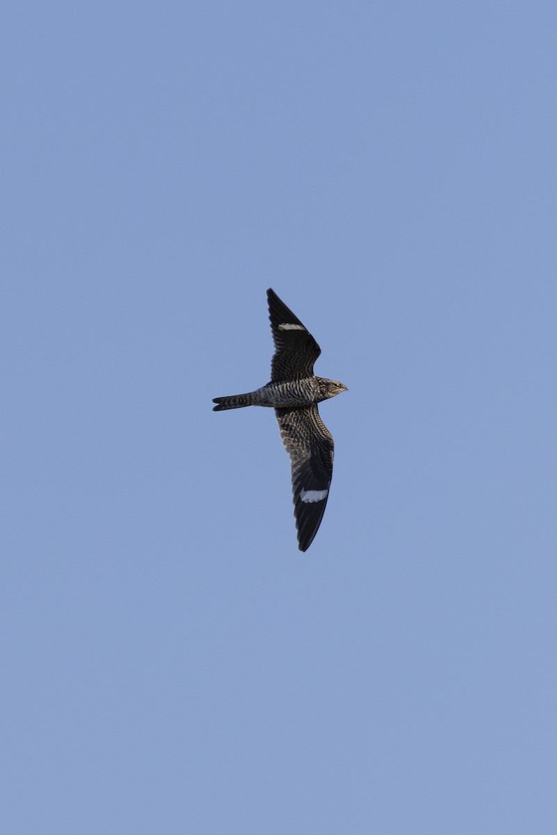 Common Nighthawk - Audy Peoples