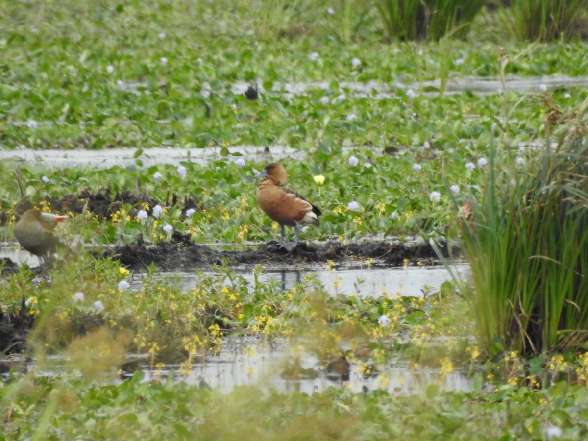 Fulvous Whistling-Duck - ML492894211