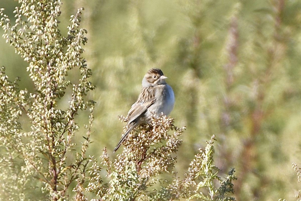 Clay-colored Sparrow - ML492894421