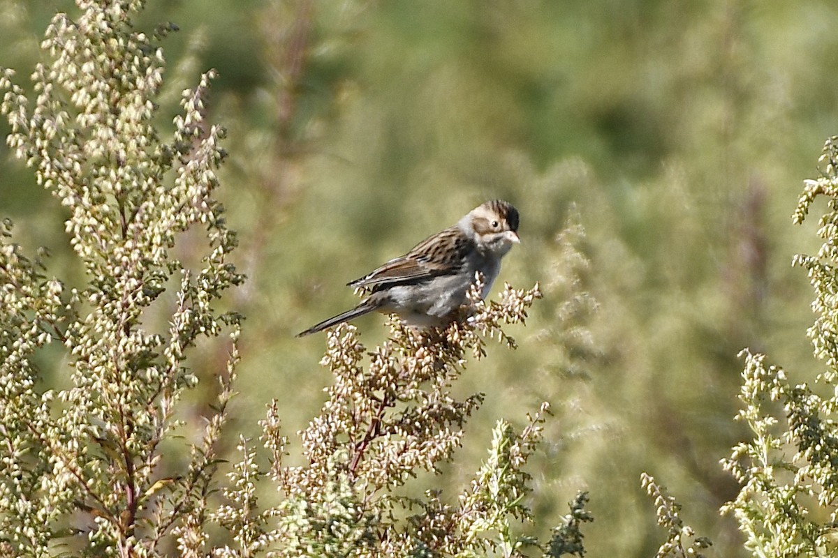 Clay-colored Sparrow - ML492894431