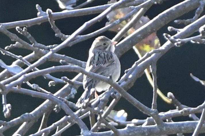 Clay-colored Sparrow - ML492894471