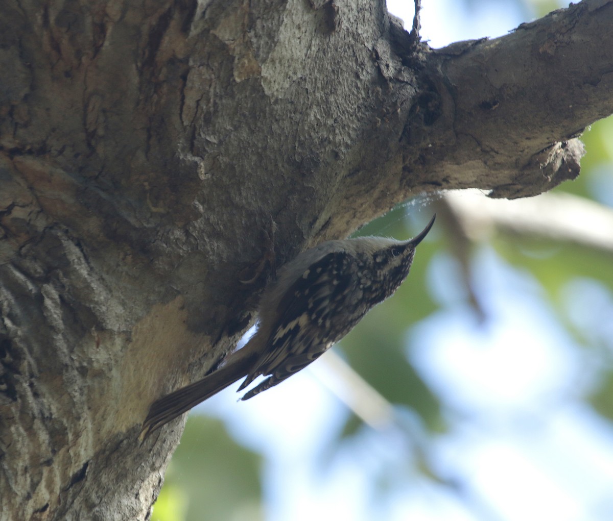 Brown Creeper (occidentalis Group) - ML492894671