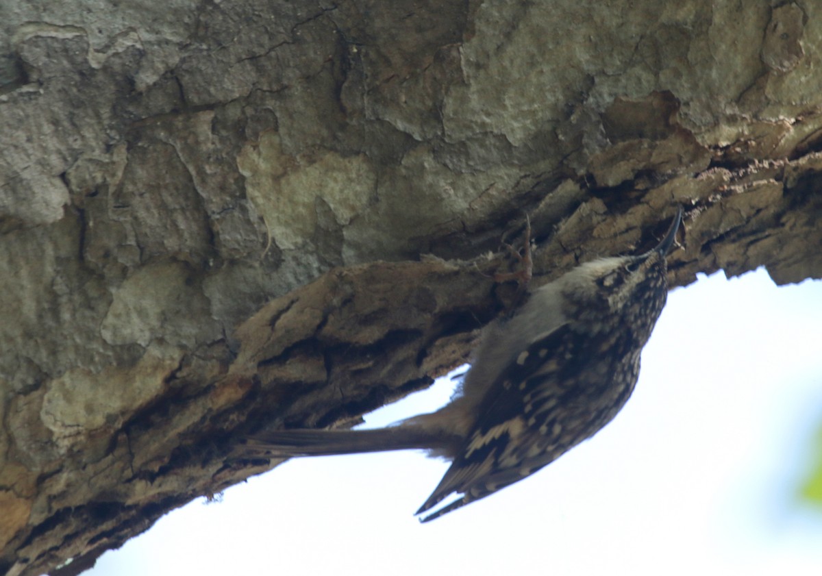 Brown Creeper (occidentalis Group) - Bill Hubick
