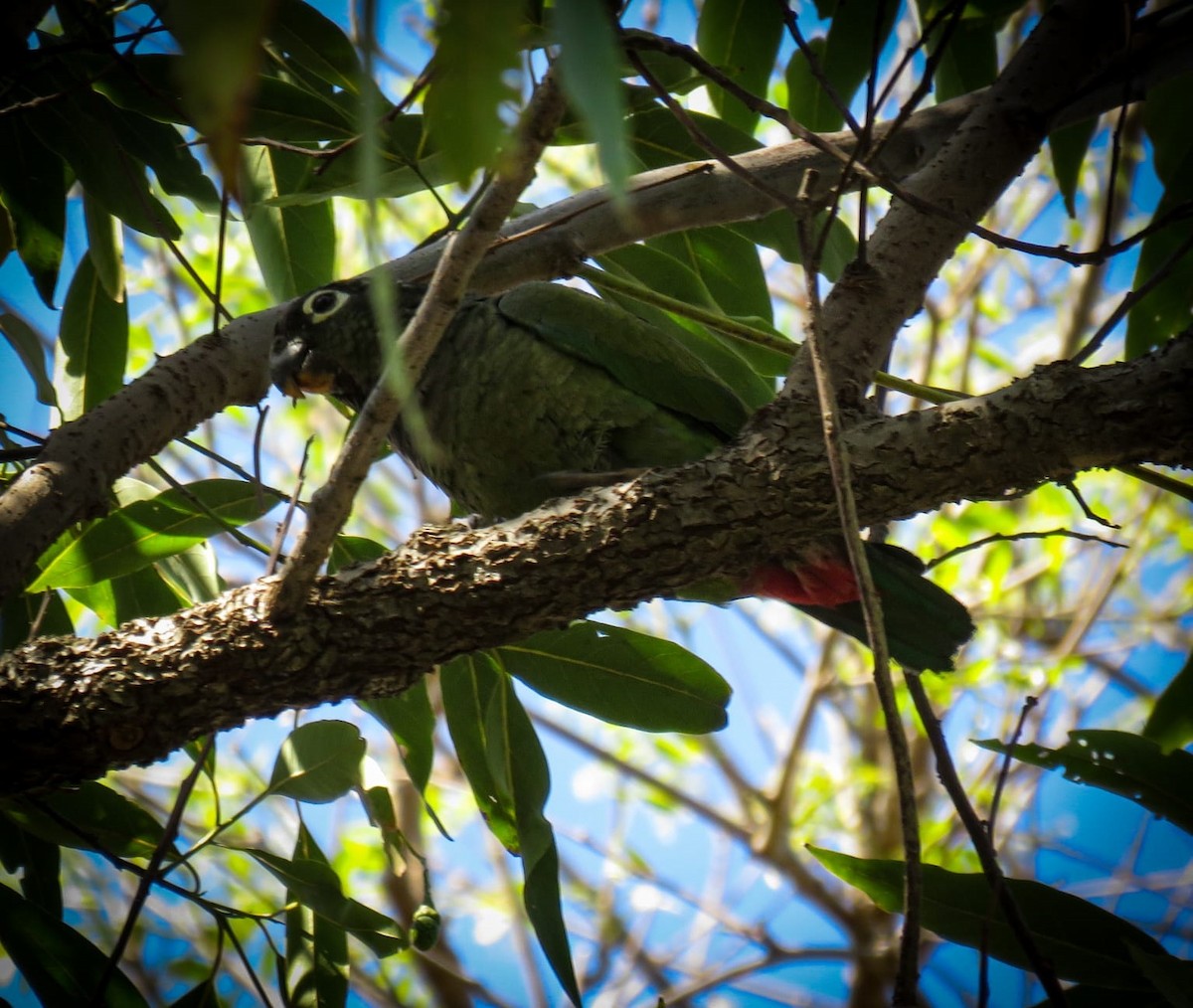 Scaly-headed Parrot - ML492897031