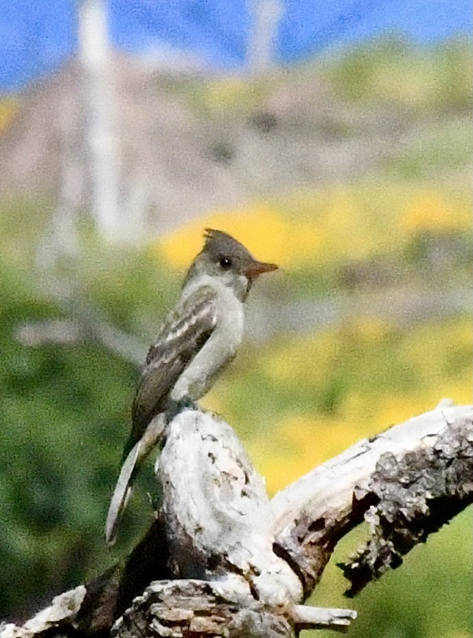Greater Pewee - ML492897901