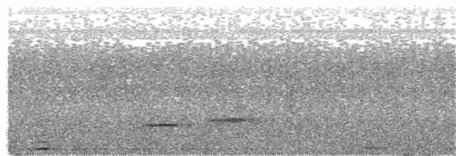 Uzun Gagalı Ardıç - ML49290001