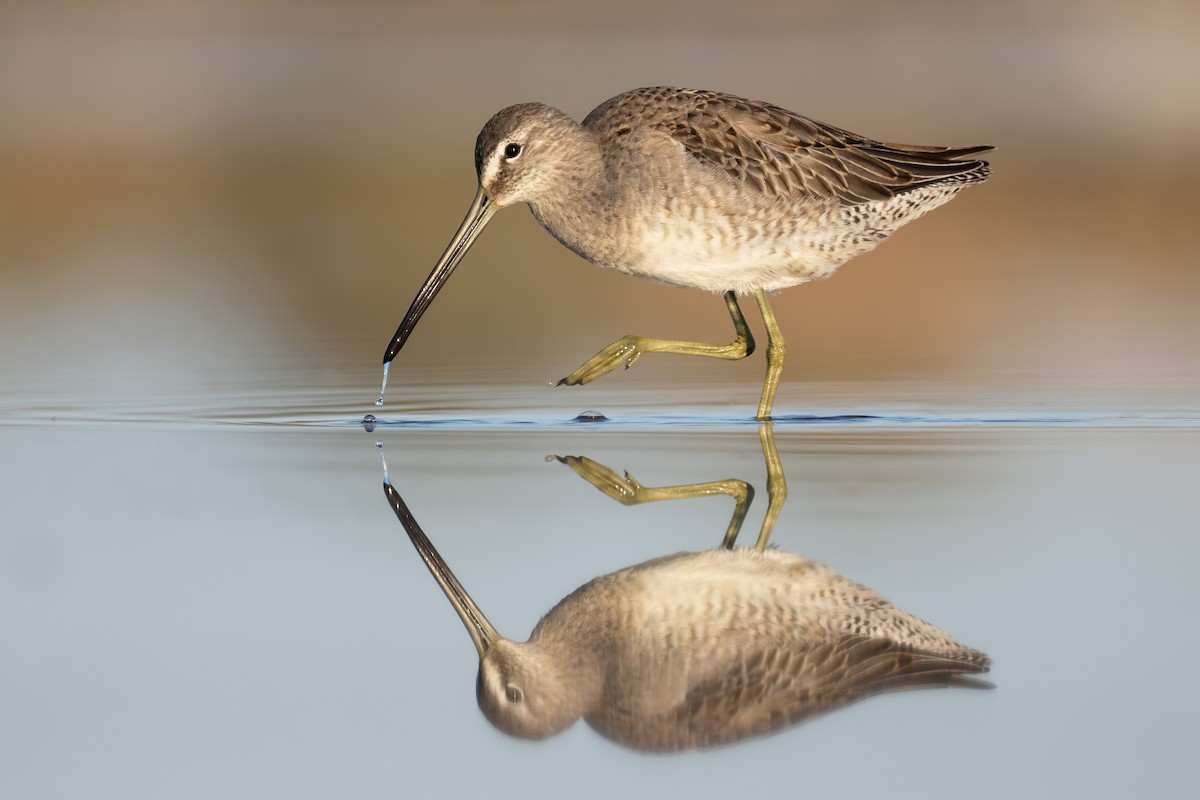 Long-billed Dowitcher - ML492902441