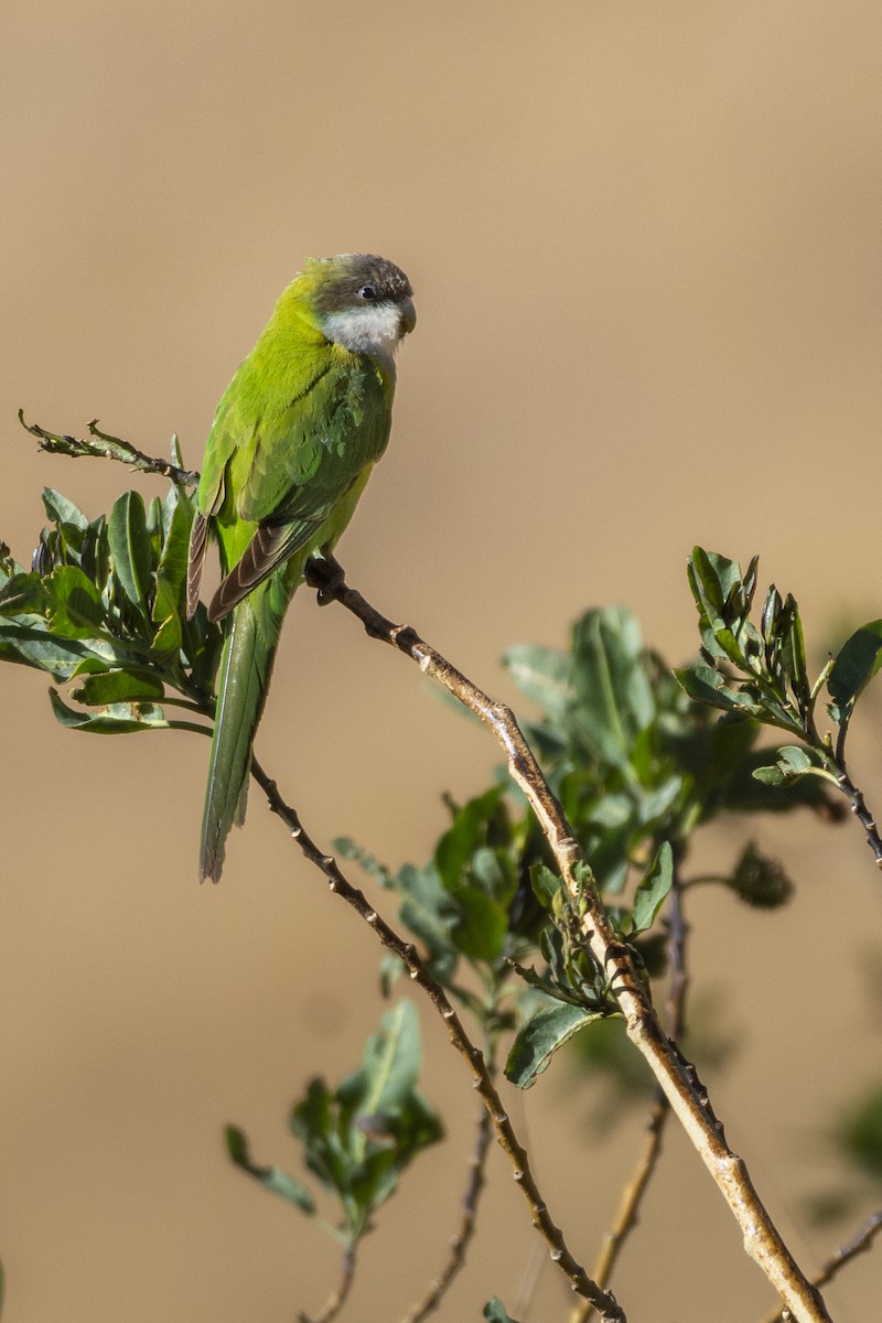 Gray-hooded Parakeet - ADRIAN GRILLI
