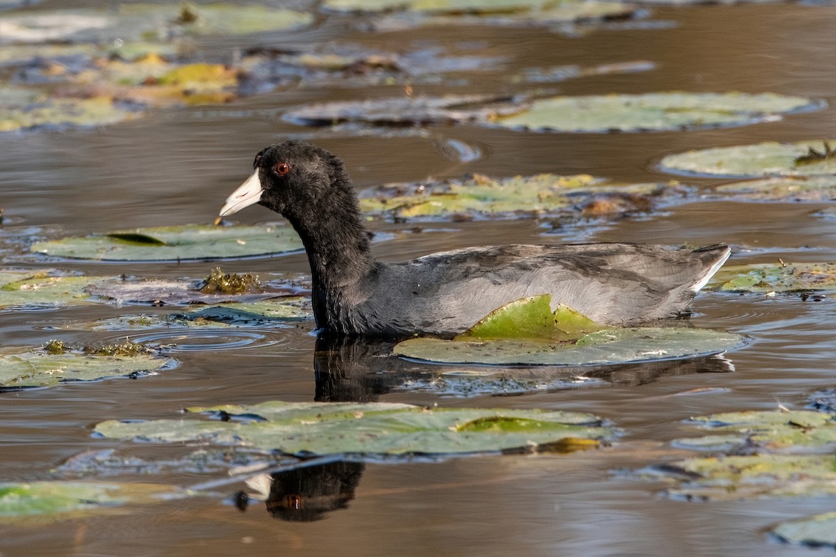 American Coot (Red-shielded) - ML492904941