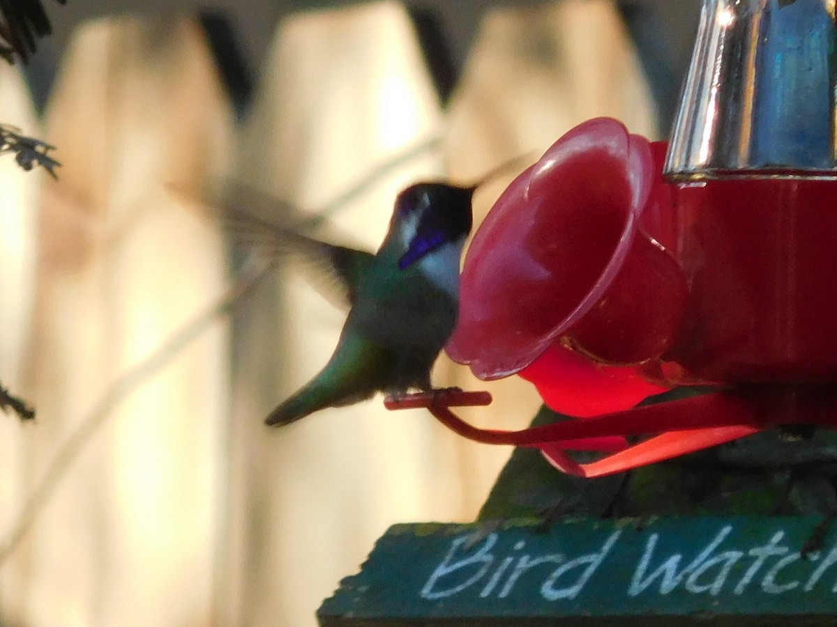 Costa's Hummingbird - Steve Summers