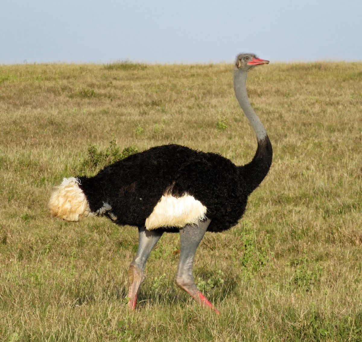 Сомалийский страус - ML49290681