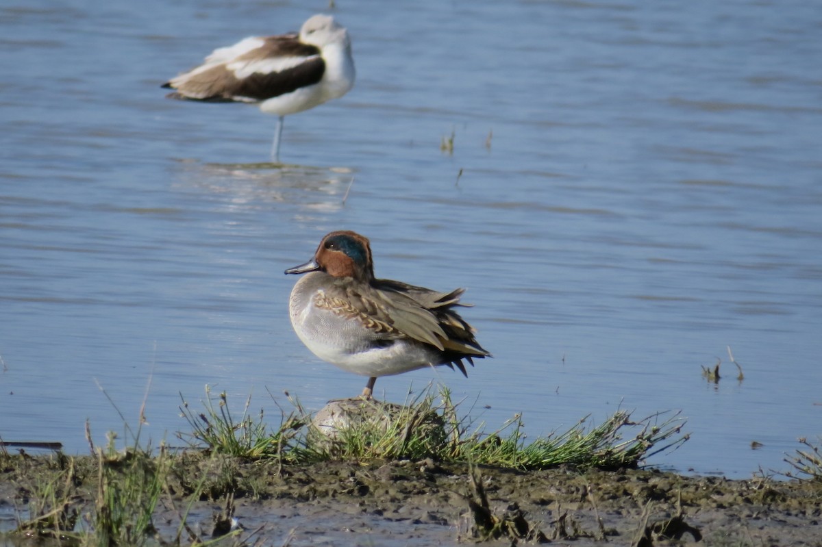 Green-winged Teal - ML49290761