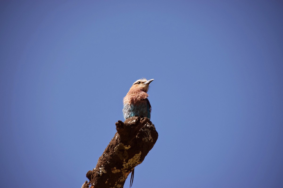 Lilac-breasted Roller - ML49290831