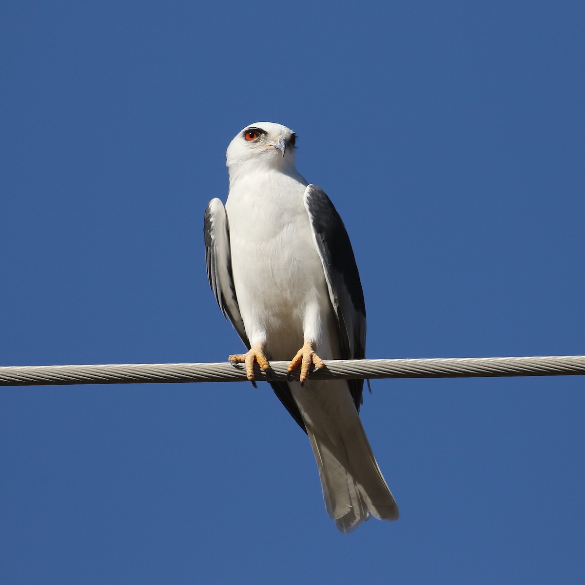 White-tailed Kite - David Forsyth
