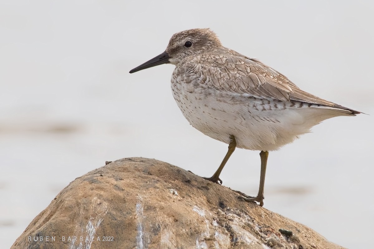 Red Knot - ML492910661