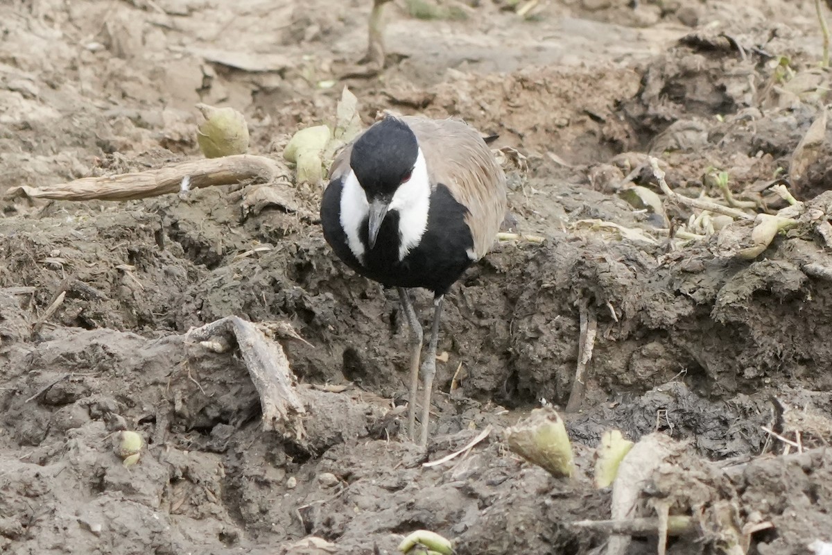 Spur-winged Lapwing - ML492918341