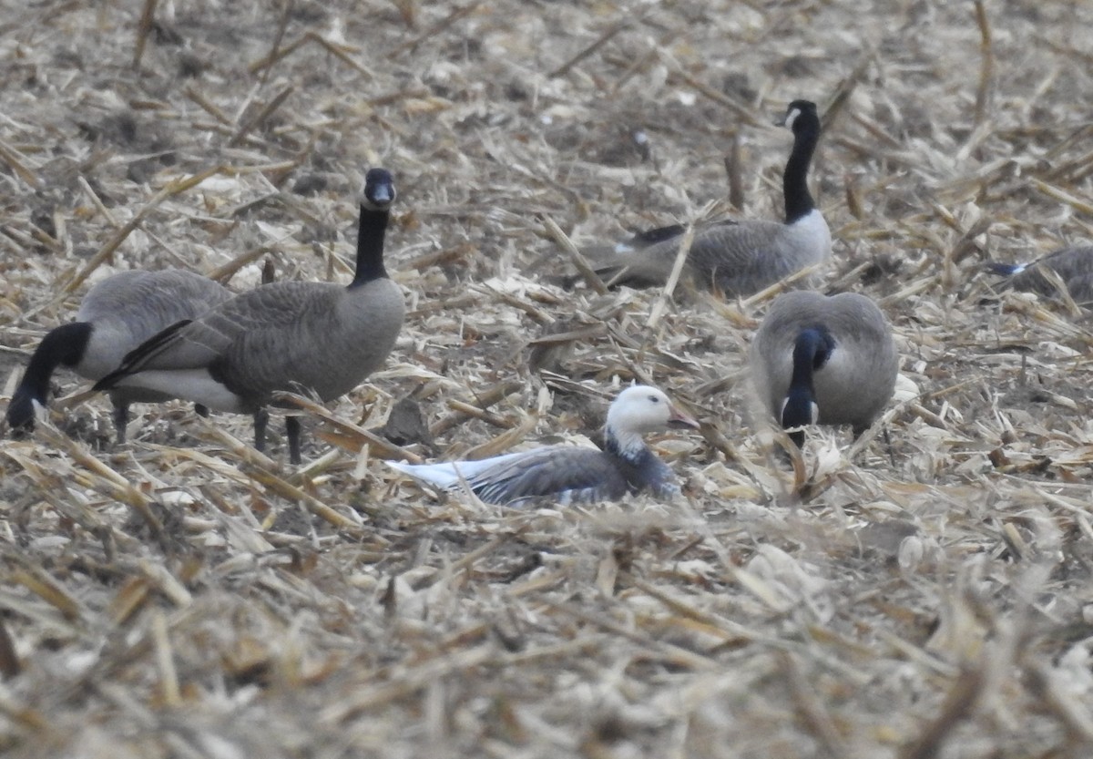 eBird Checklist 11 Oct 2022 1285413286 Oakland Dr, Schoolcraft US