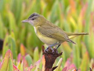  - Yellow-green Vireo