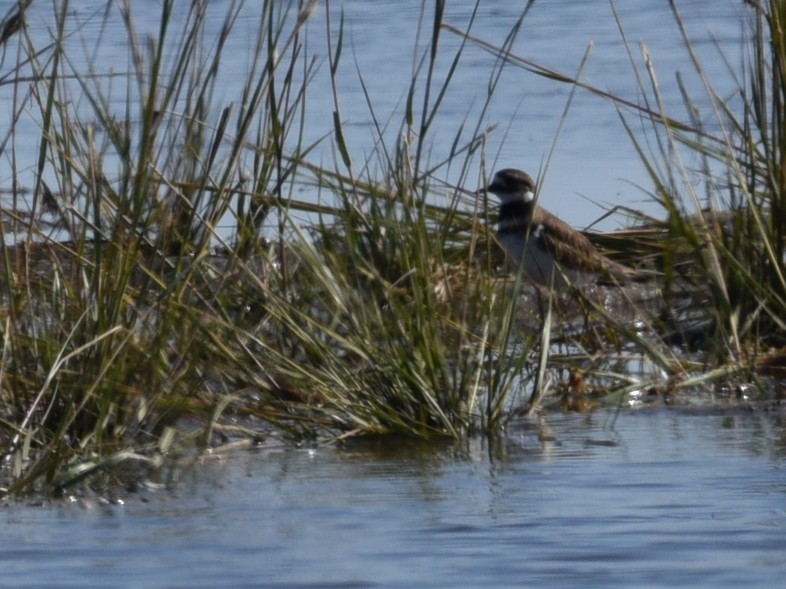 eBird Checklist - 11 Oct 2022 - Prime Hook NWR--Prime Hook Beach Rd ...