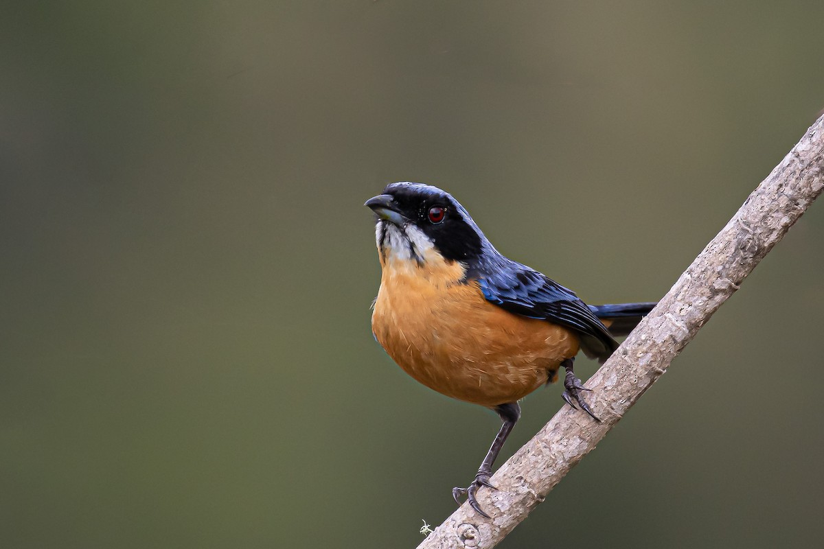 Chestnut-bellied Mountain Tanager - ML492933261