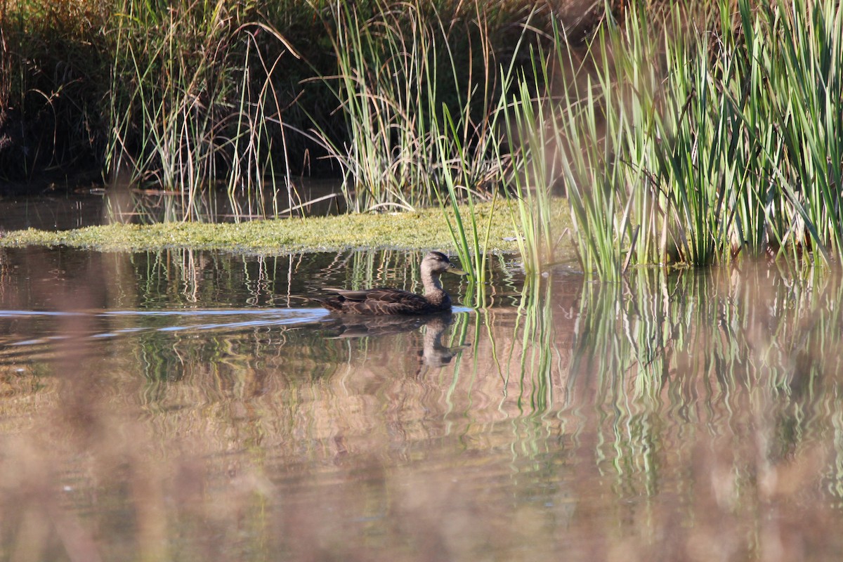 eBird Checklist 11 Oct 2022 Abrams Creek Wetlands Preserve