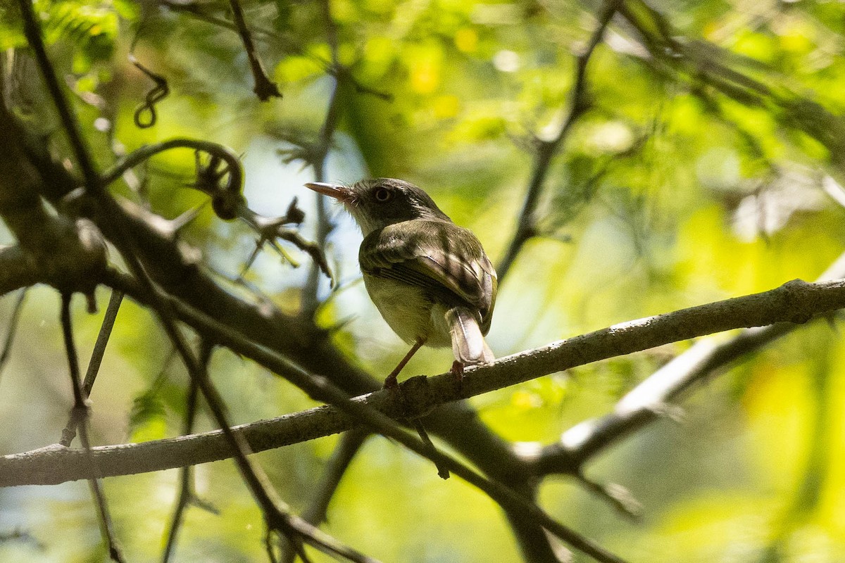 Pearly-vented Tody-Tyrant - ML492946771