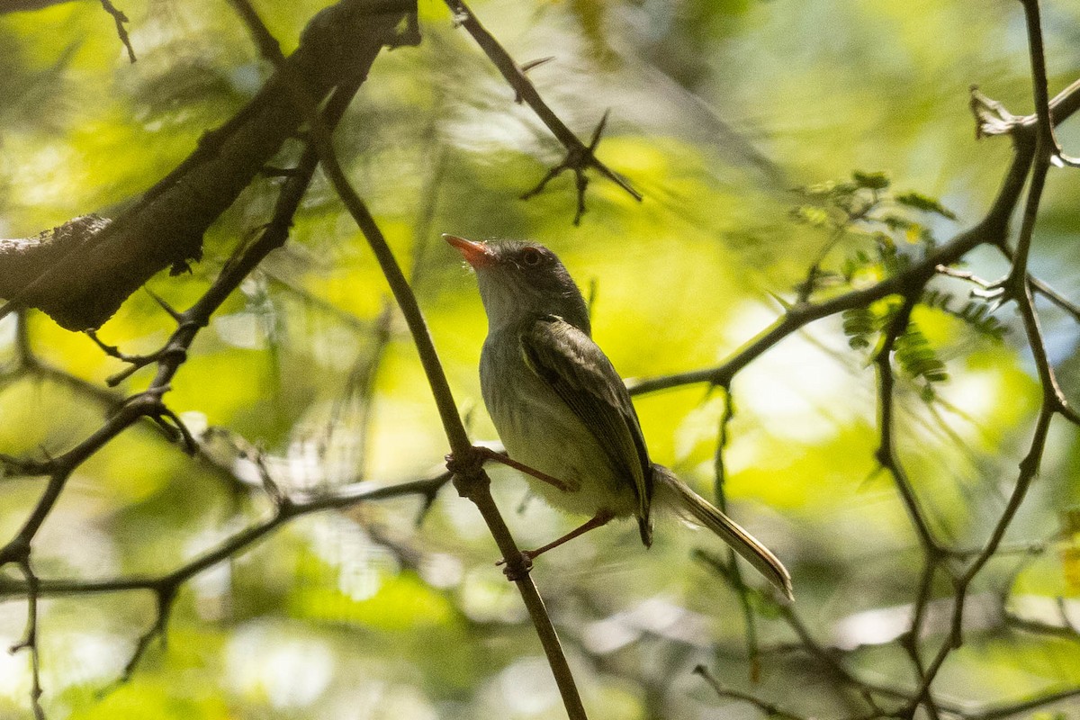 Pearly-vented Tody-Tyrant - ML492946811