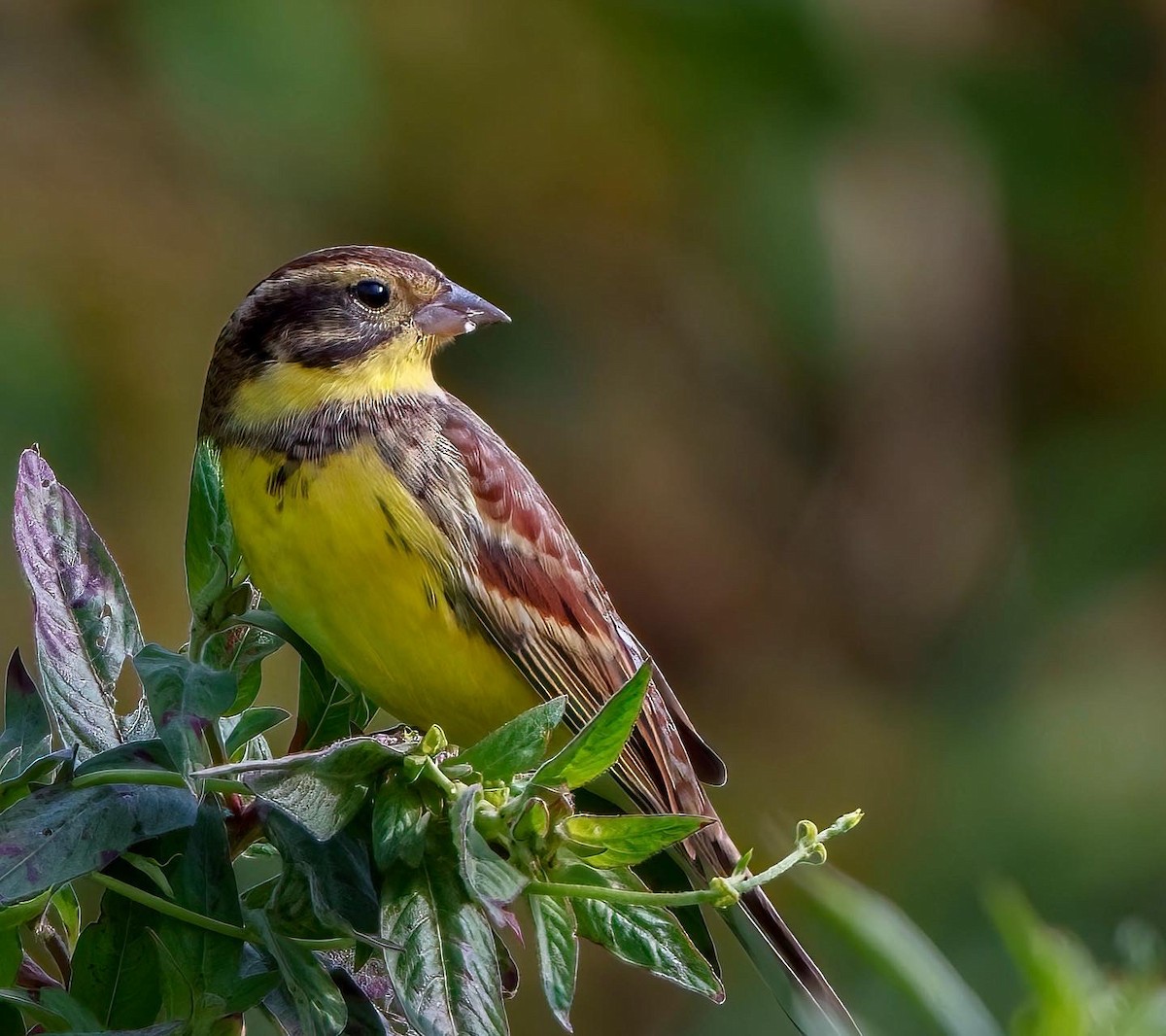 Yellow-breasted Bunting - ML492957021