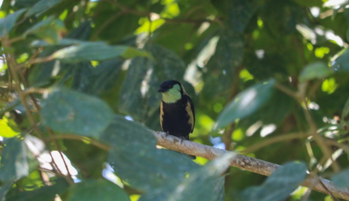 Green-throated Tanager - ML492961641
