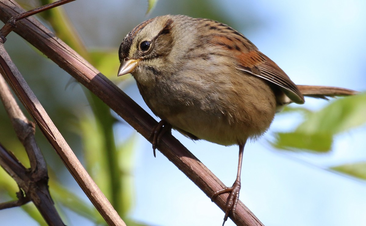 Swamp Sparrow - ML492967901