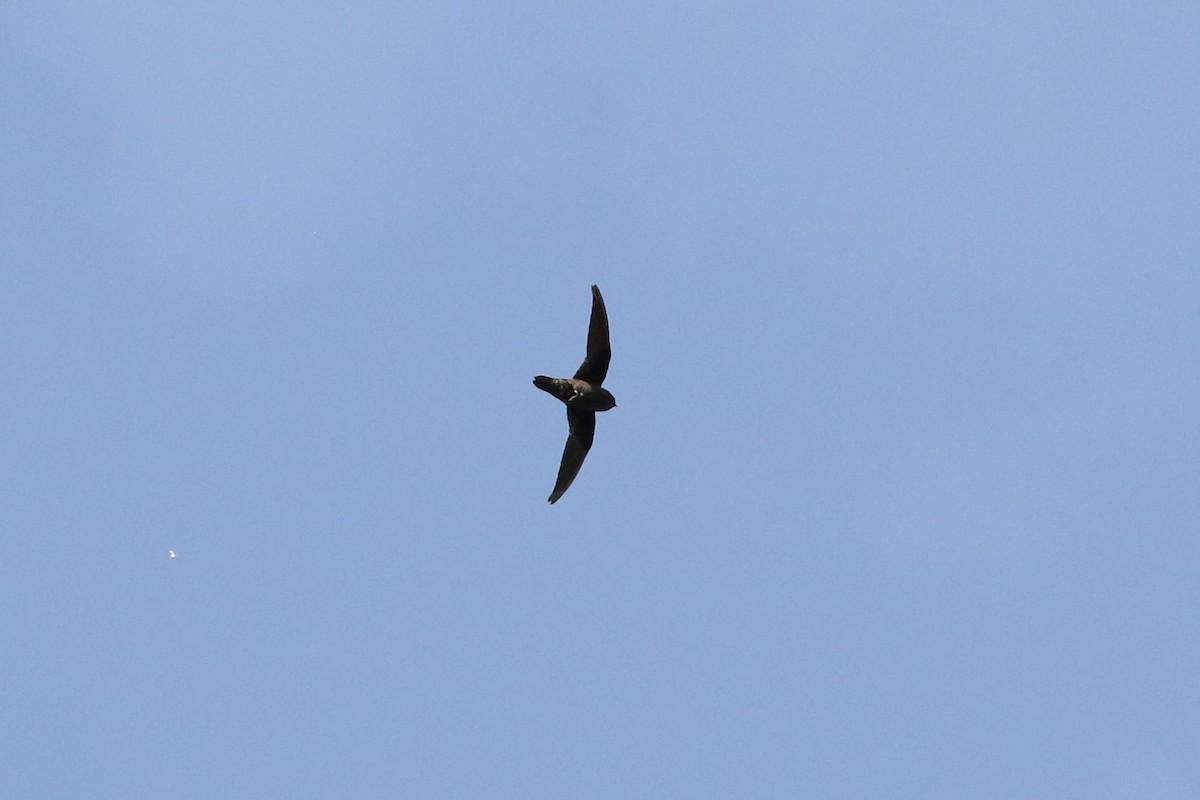 Spot-fronted Swift - ML492972631