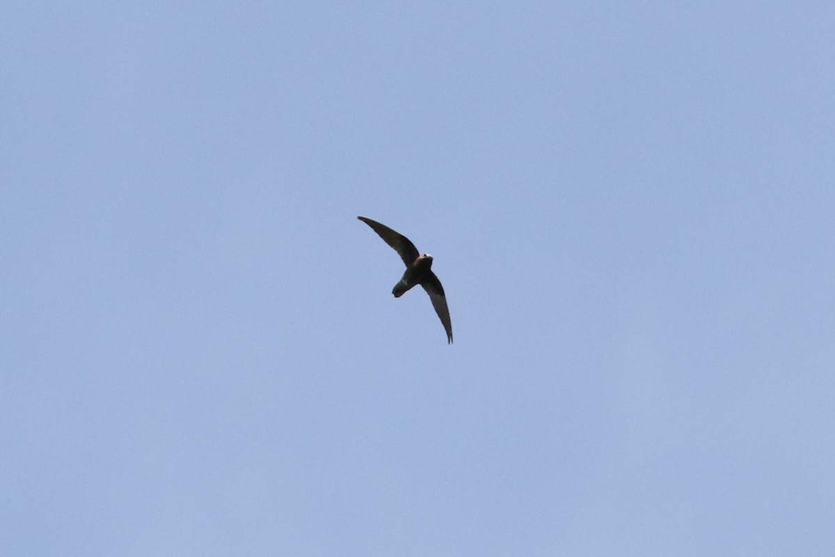 Spot-fronted Swift - ML492972641